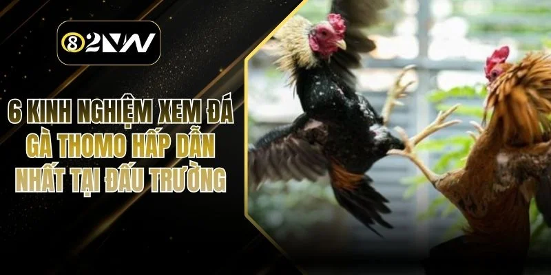 6 Kinh Nghiệm Xem Đá gà thomo Hấp Dẫn Nhất Tại Đấu Trường