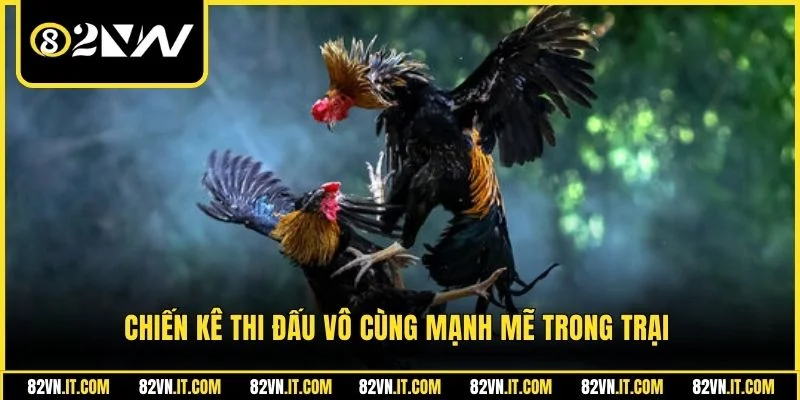 Chiến kê thi đấu vô cùng mạnh mẽ trong trại