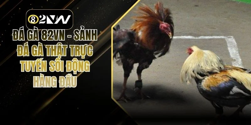 Đá Gà 82vn – Sảnh Đá Gà Thật Trực Tuyến Sôi Động Hàng Đầu