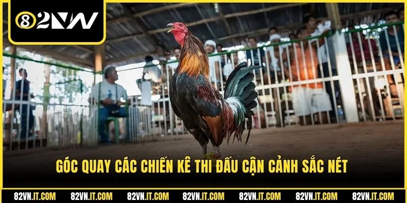 Góc quay các chiến kê thi đấu cận cảnh sắc nét