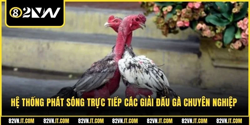 Hệ thống phát sóng trực tiếp các giải đấu gà chuyên nghiệp