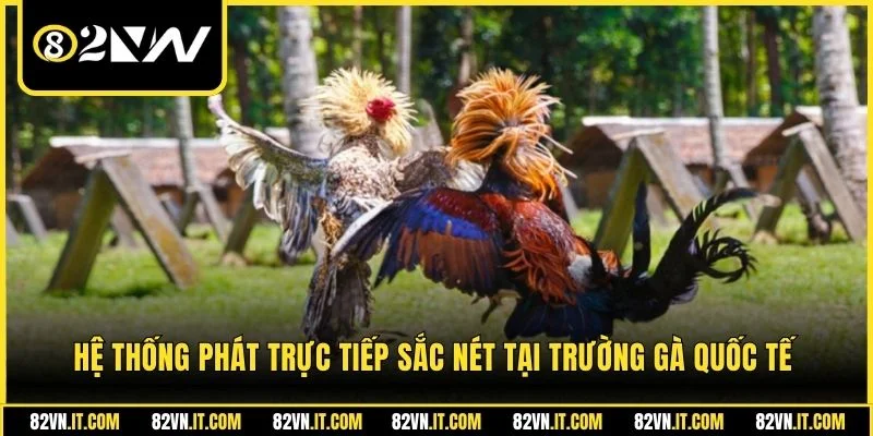 Hệ thống phát trực tiếp sắc nét tại trường gà quốc tế