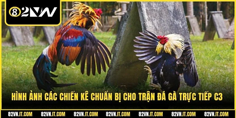 Hình ảnh các chiến kê chuẩn bị cho trận đá gà trực tiếp C3