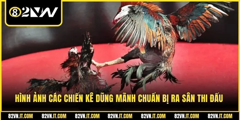 Hình ảnh các chiến kê dũng mãnh chuẩn bị ra sân thi đấu