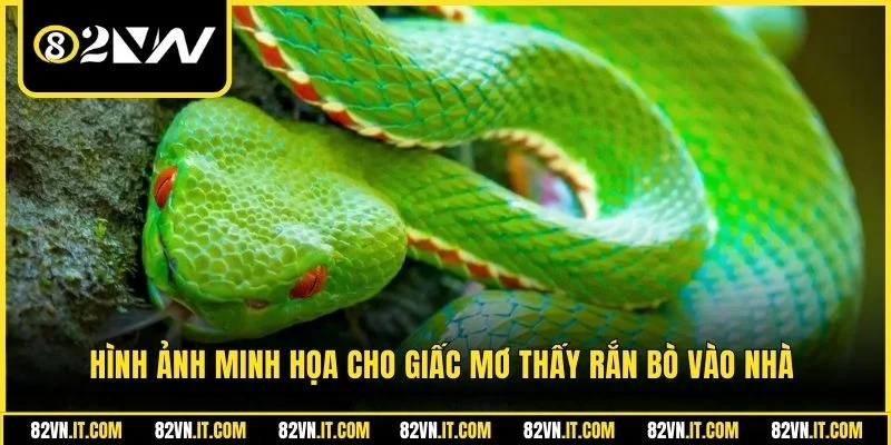 Hình ảnh minh họa cho giấc mơ thấy rắn bò vào nhà