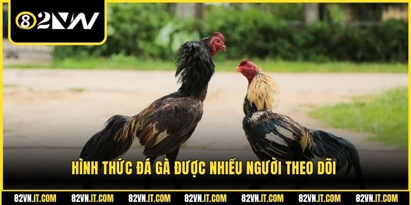 Hình thức đá gà được nhiều người theo dõi