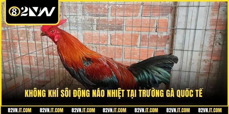 Không khí sôi động náo nhiệt tại trường gà quốc tế