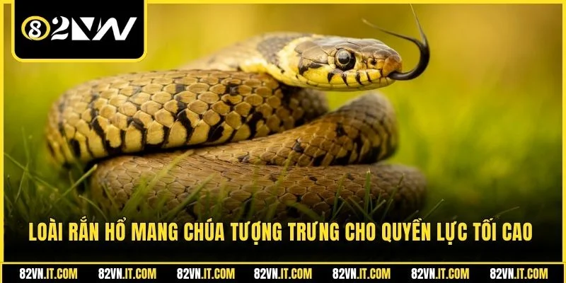 Loài rắn hổ mang chúa tượng trưng cho quyền lực tối cao