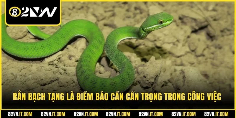 Rắn bạch tạng là điềm báo cần cẩn trọng trong công việc