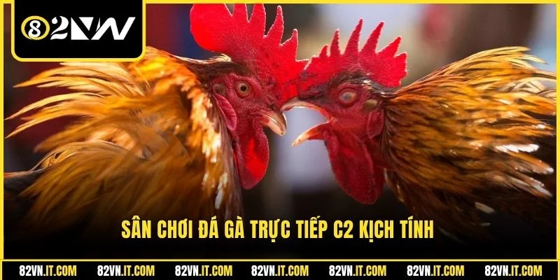 Sân chơi đá gà trực tiếp C2 kịch tính