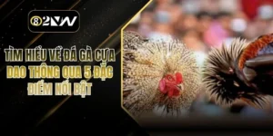 Tìm Hiểu Về Đá Gà Cựa Dao Thông Qua 5 Đặc Điểm Nổi Bật