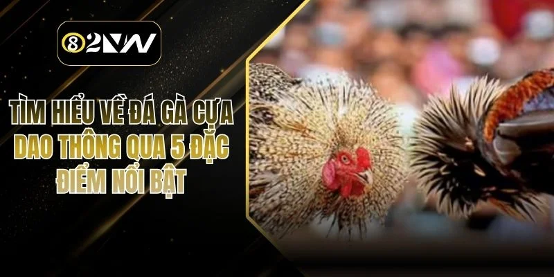 Tìm Hiểu Về Đá Gà Cựa Dao Thông Qua 5 Đặc Điểm Nổi Bật