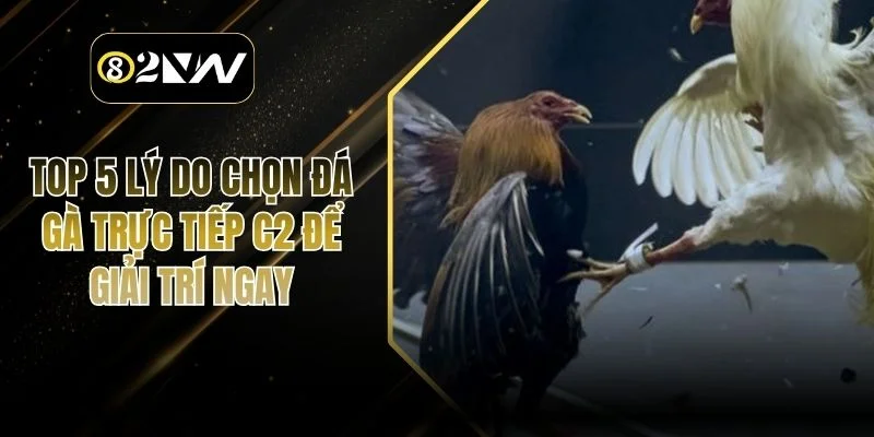 Top 5 Lý Do Chọn Đá gà trực tiếp C2 Để Giải Trí Ngay