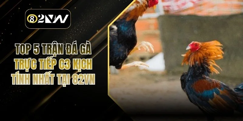 Top 5 Trận Đá Gà Trực Tiếp C3 Kịch Tính Nhất Tại 82VN