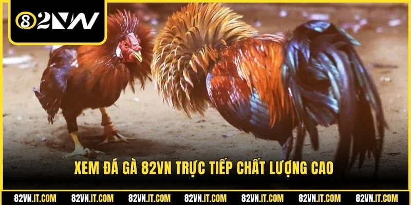 Xem đá gà 82vn trực tiếp chất lượng cao